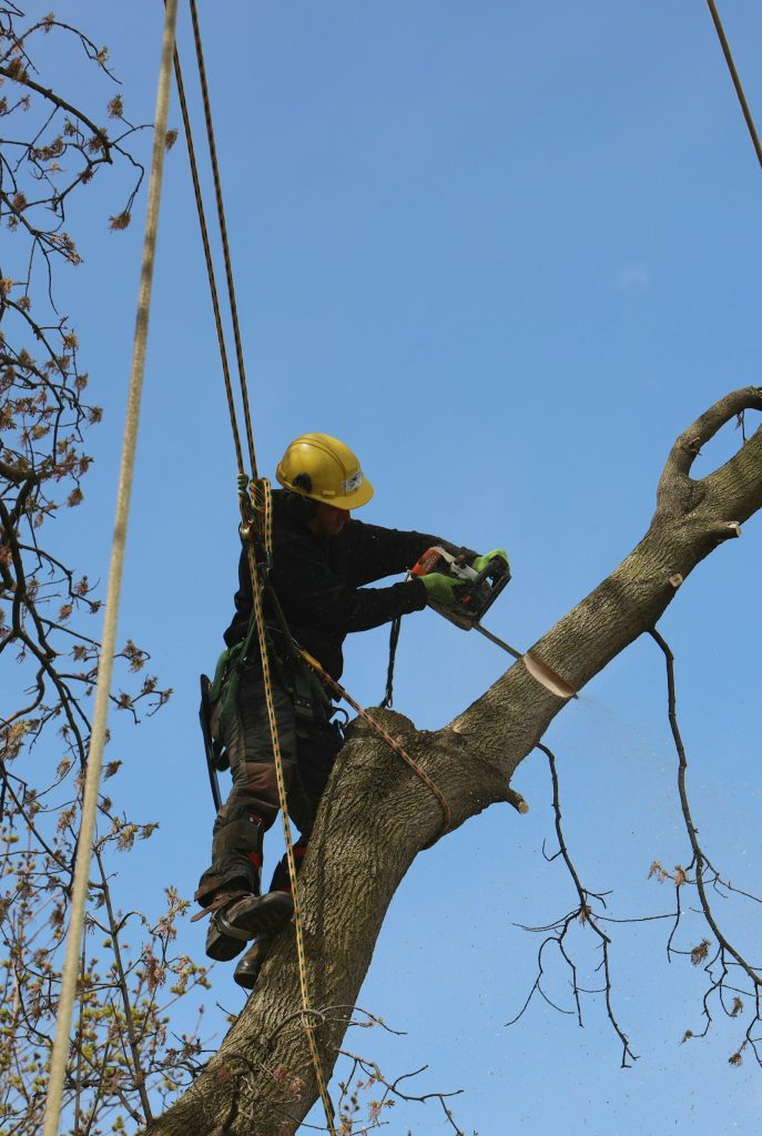 Arborist with helmet and harness climbing a tree to prune branches