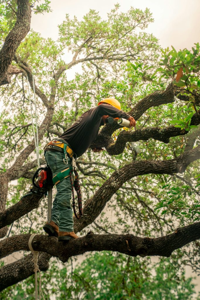 Arborist pruning branches high in a mature tree
