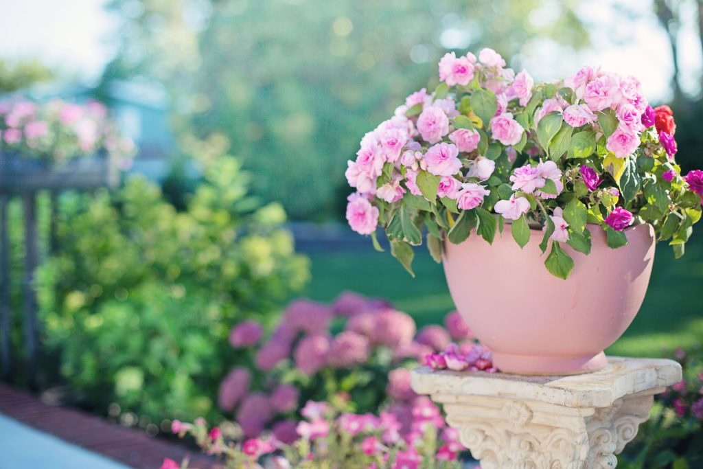 Flowering garden beds with pink blooms in a tended garden