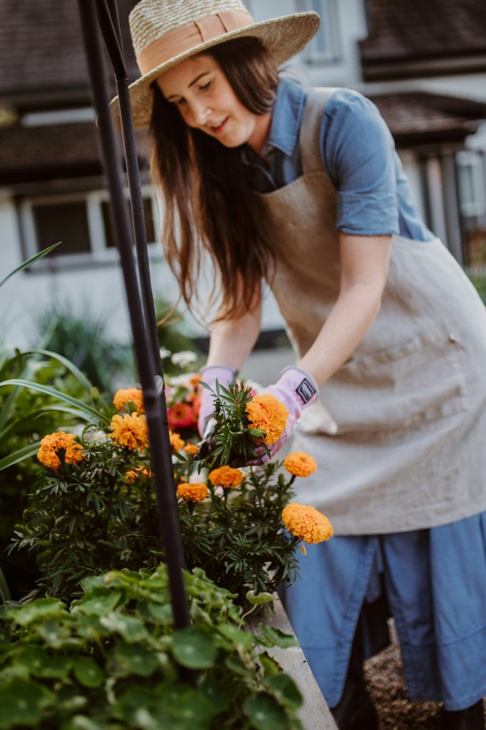 Gardener in gloves tending a flowering shrub in a border