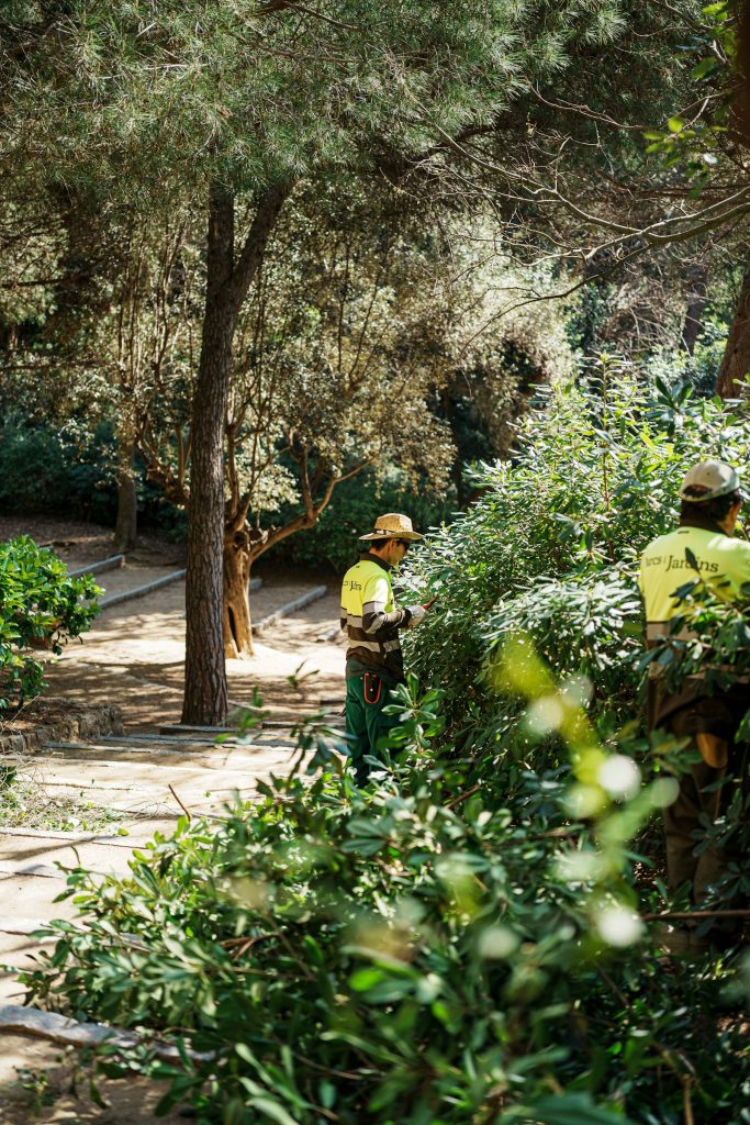 Gardening team trimming bushes along a shaded garden path