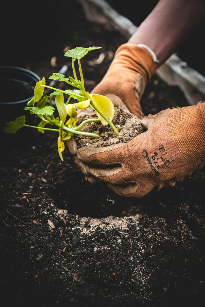 Gloved hands setting a seedling into dark compost