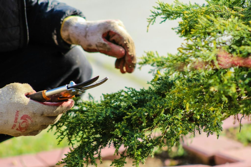 Gloved hands pruning a juniper shrub with hand shears
