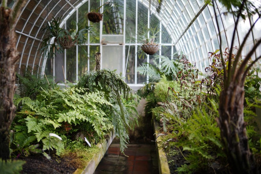 Greenhouse with raised beds of healthy plants