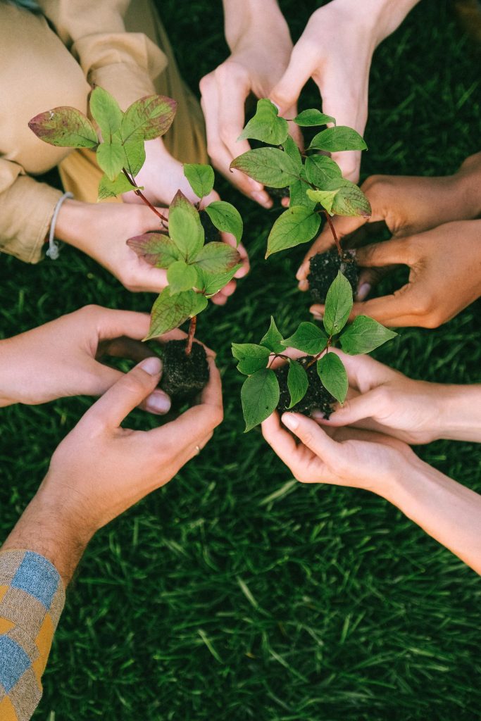 Several hands holding a young tree sapling ready for planting