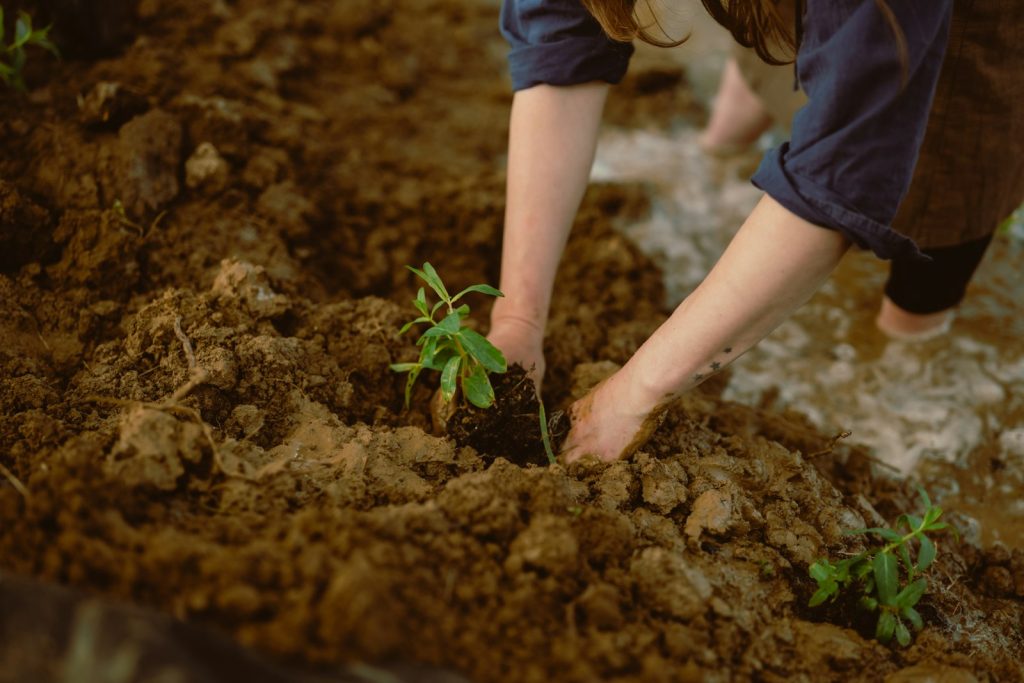 Hands planting a young seedling into rich garden soil