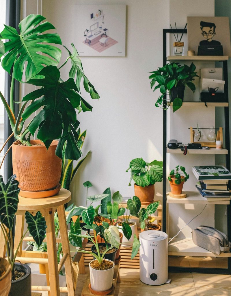 Collection of healthy potted houseplants including a monstera