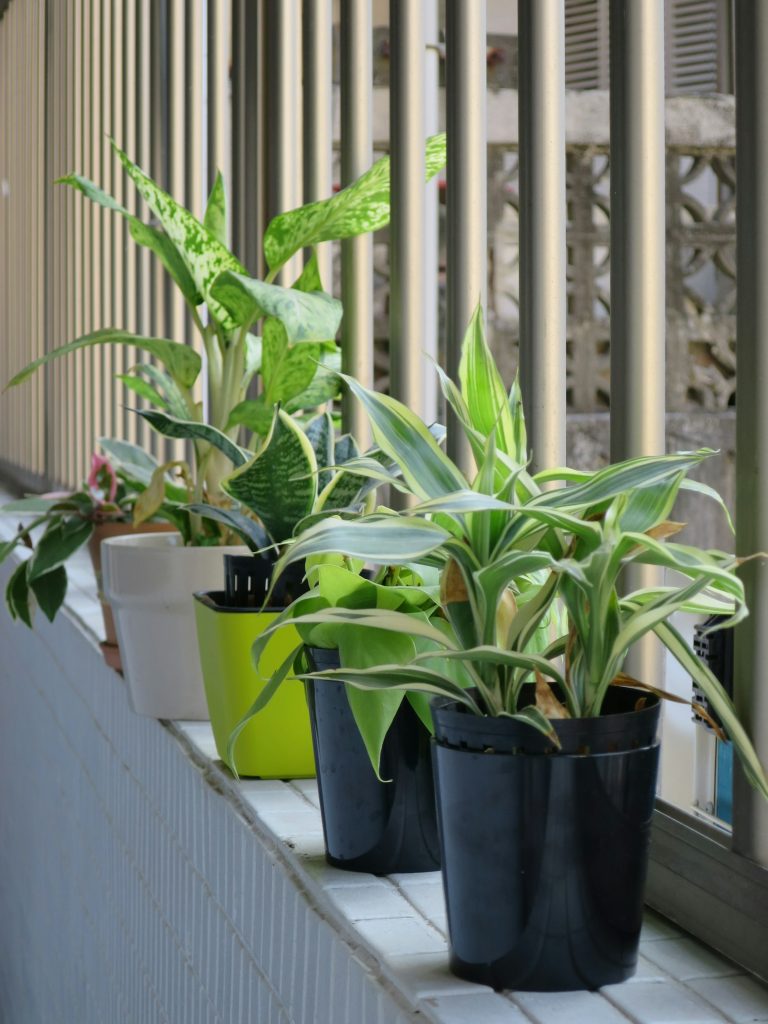 Row of potted plants arranged along a sunny window sill