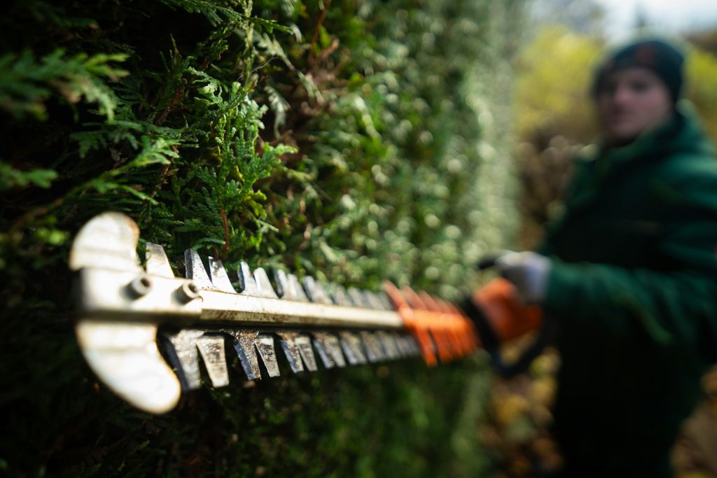 Powered hedge trimmer cutting a dense green hedge