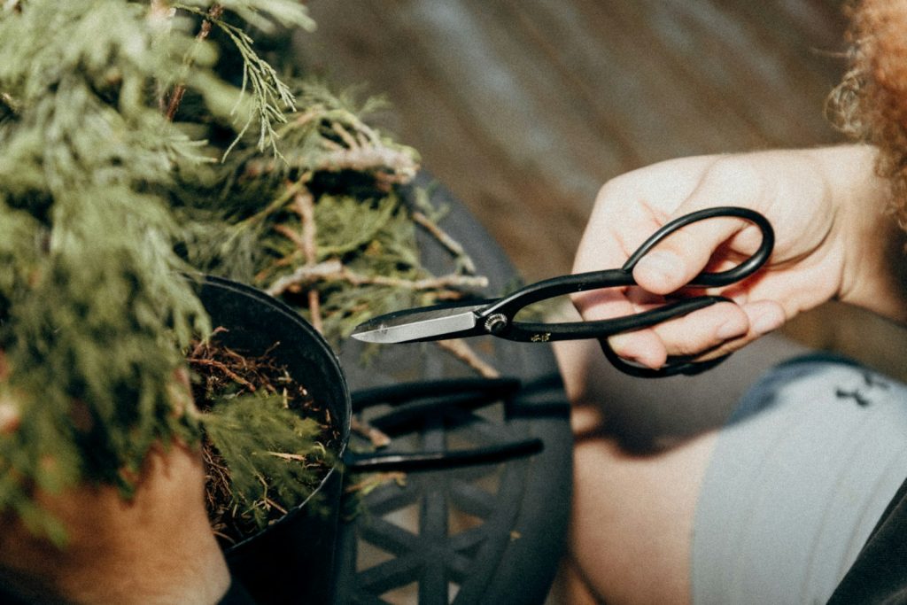 Close-up of precision pruning on a small bonsai tree