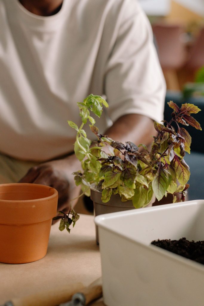 Gardener repotting a leafy houseplant into a terracotta pot