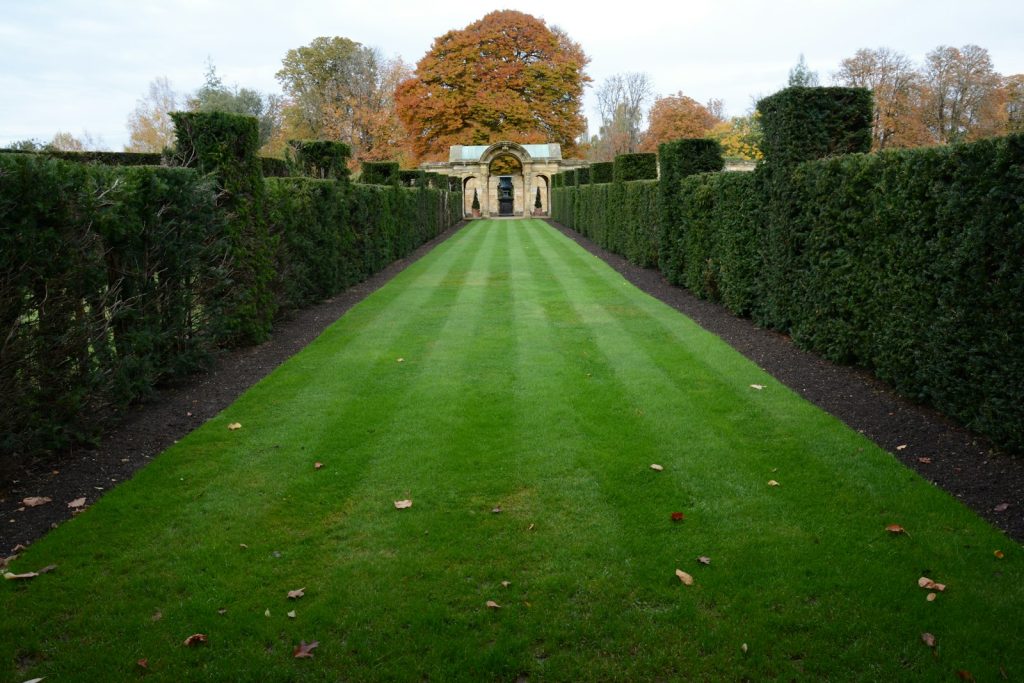 Freshly mown striped lawn running between clipped hedges