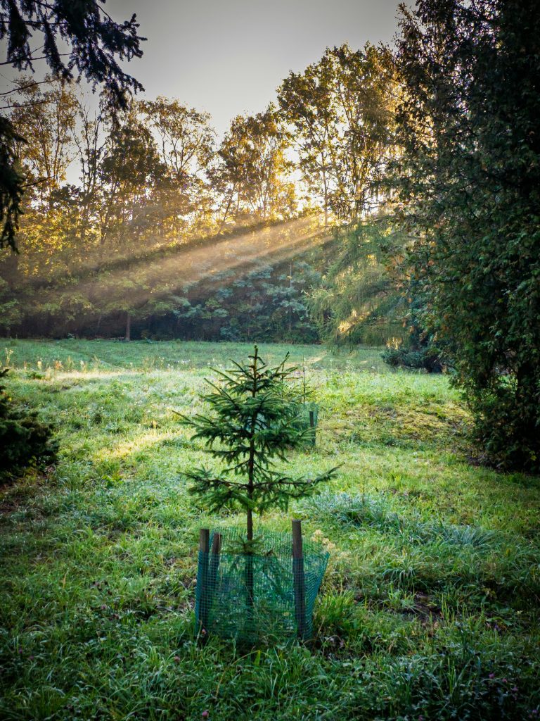 Newly planted young tree protected by a mesh guard in a meadow